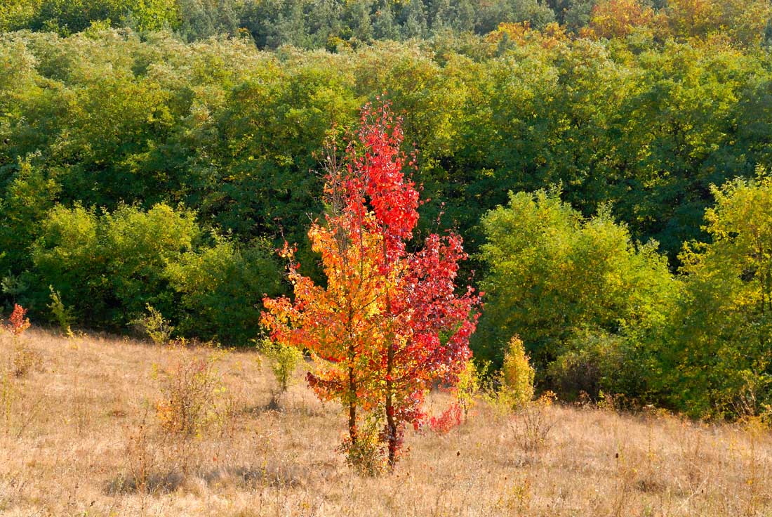 photo "***" tags: landscape, forest