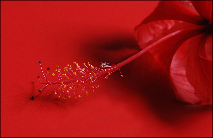 photo "Hibiskus" tags: nature, flowers