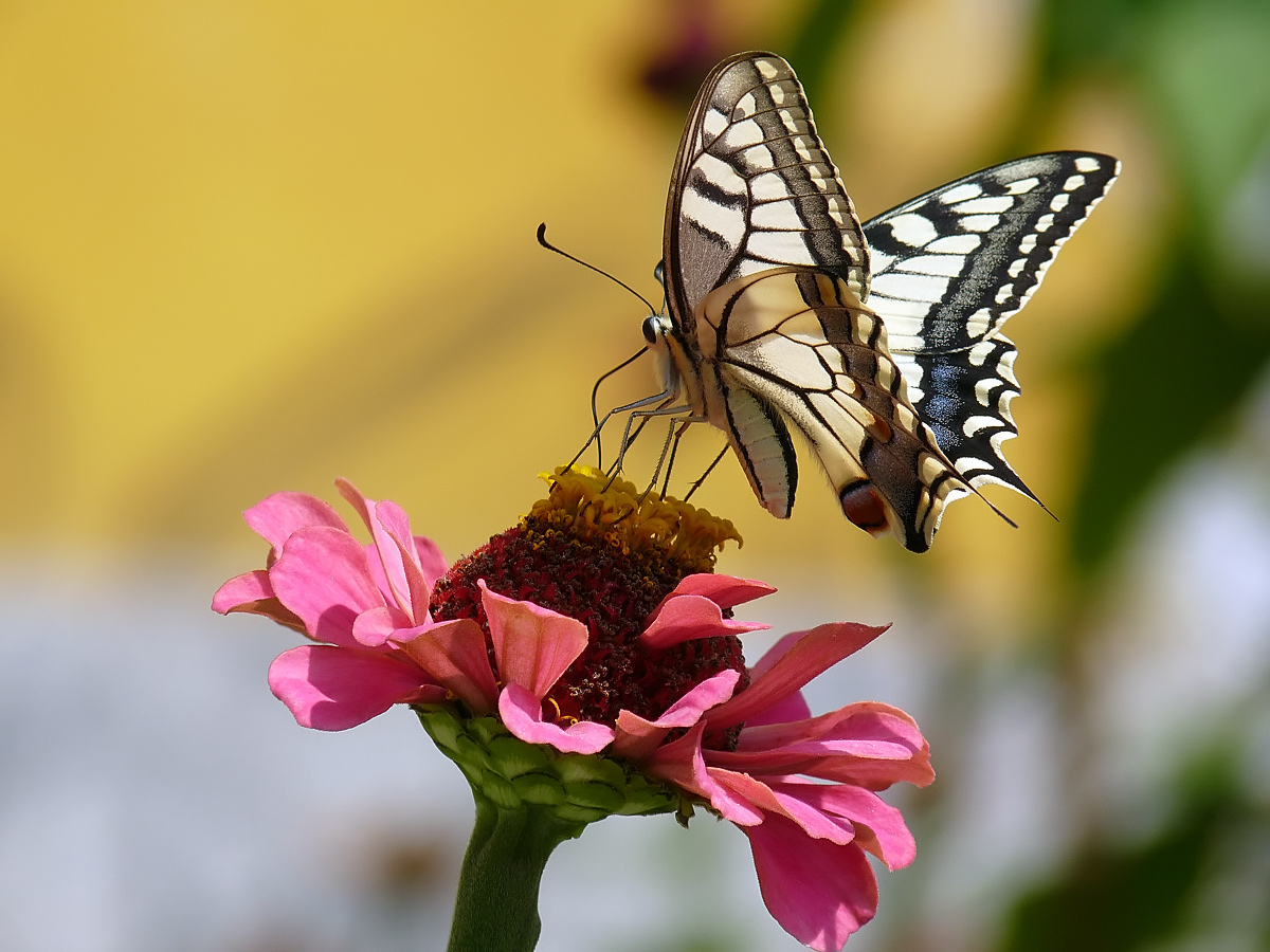 фото "Papilio machaon" метки: природа, насекомое