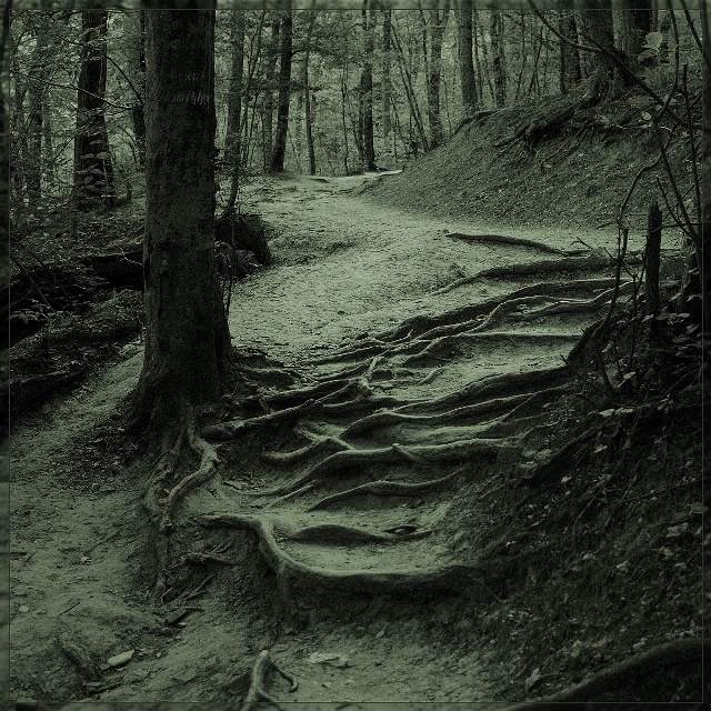 photo "Windings on the road" tags: landscape, nature, forest