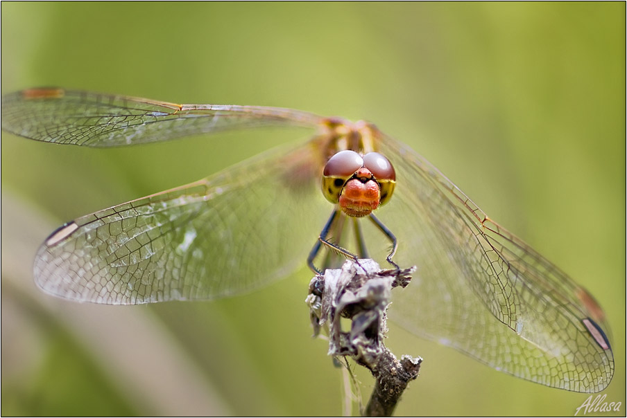 photo "***" tags: nature, insect