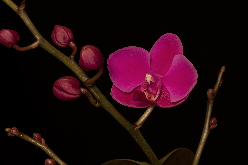 фото "CVET" метки: природа, цветы