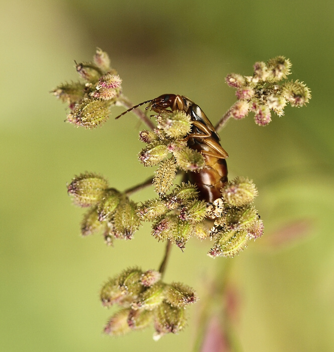 photo "***" tags: nature, insect