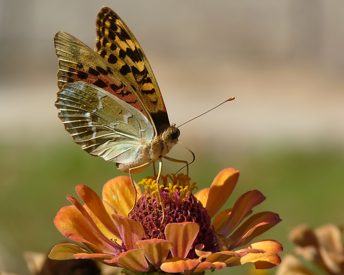 фото "Argynnis pandora" метки: природа, насекомое