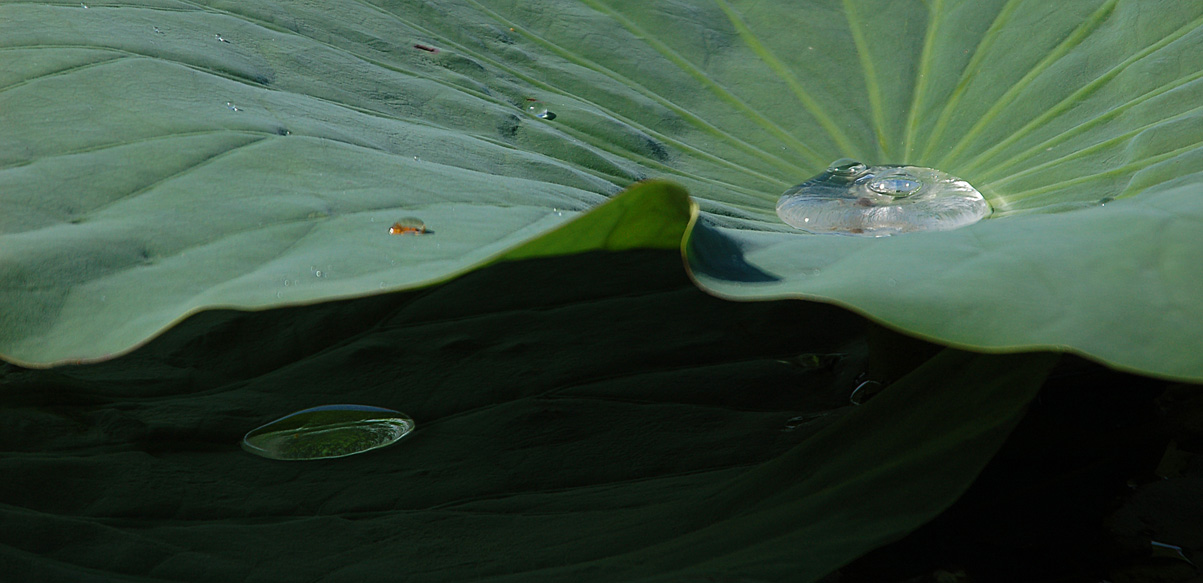 фото "Один день из жизни Nelumbo komarovii (6)" метки: природа, цветы