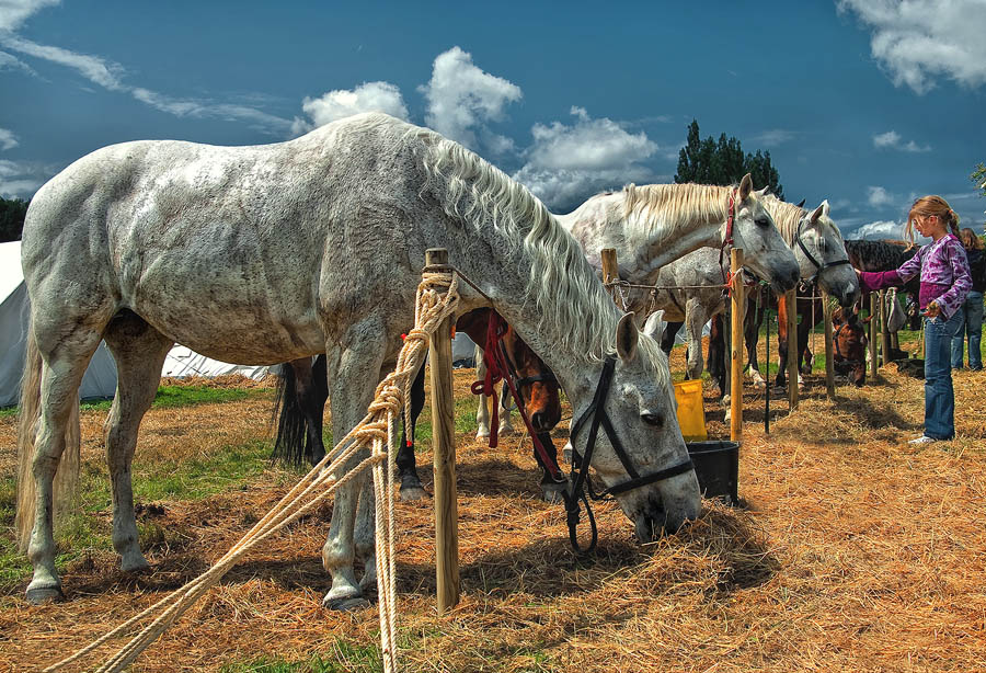 photo "***" tags: nature, pets/farm animals