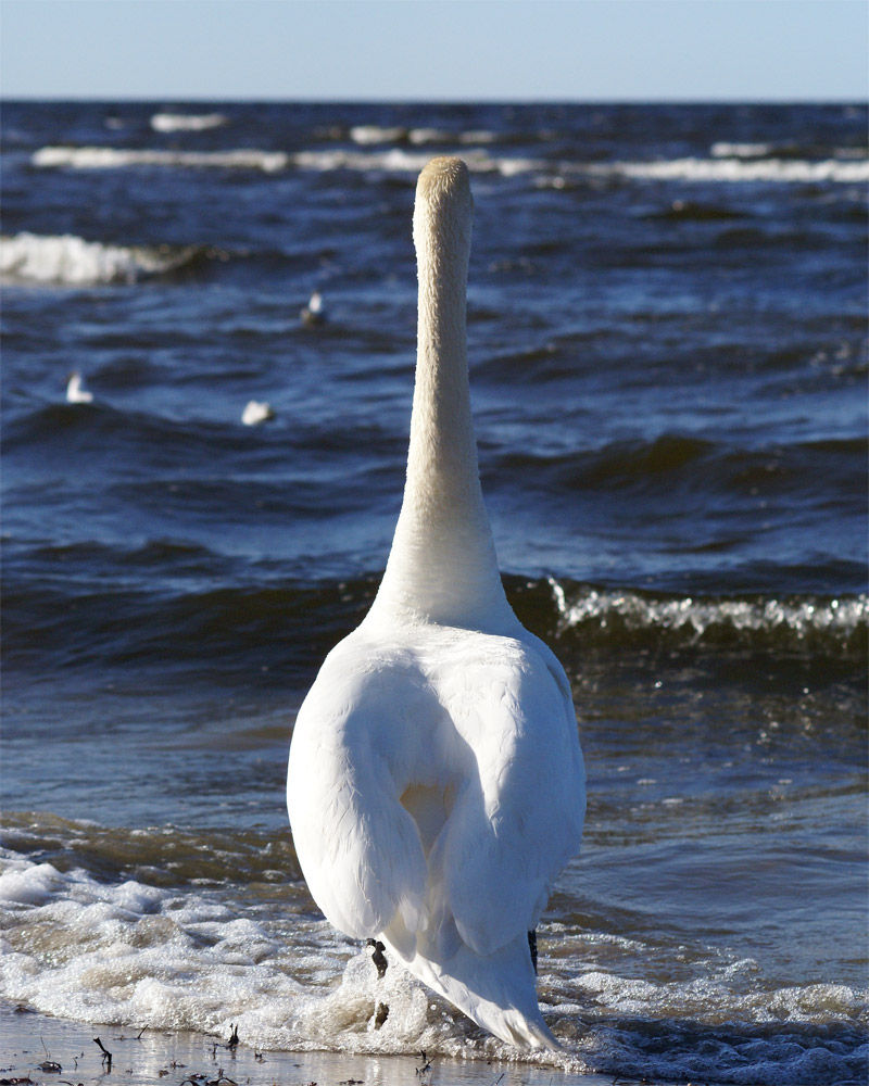 photo "Мечтатель" tags: nature, wild animals