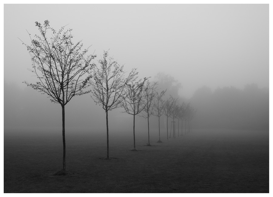 photo "crowd" tags: landscape, black&white, forest