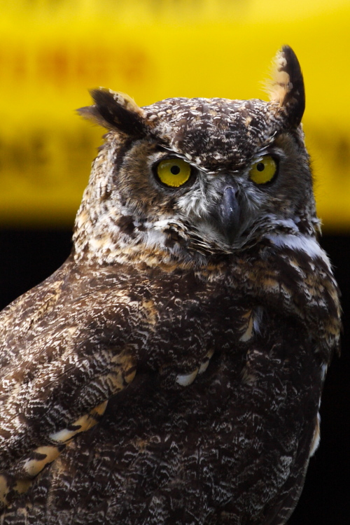 photo "If Looks Could Kill" tags: nature, portrait, wild animals