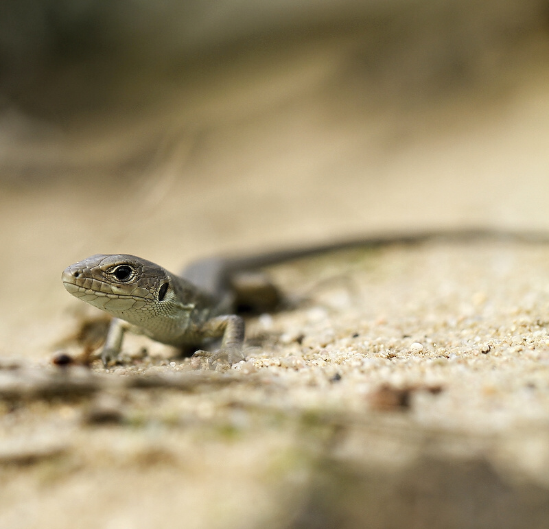 photo "***" tags: nature, wild animals