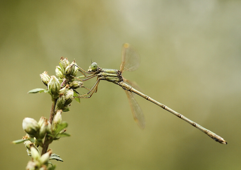 photo "***" tags: nature, insect