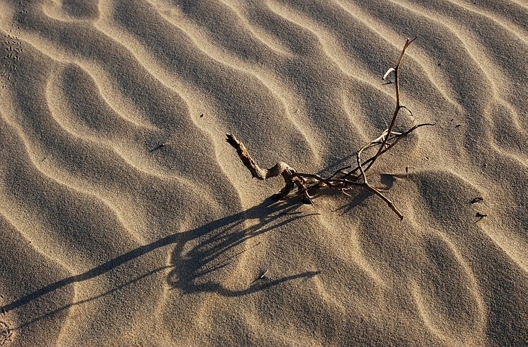photo "Among the sands." tags: misc., 