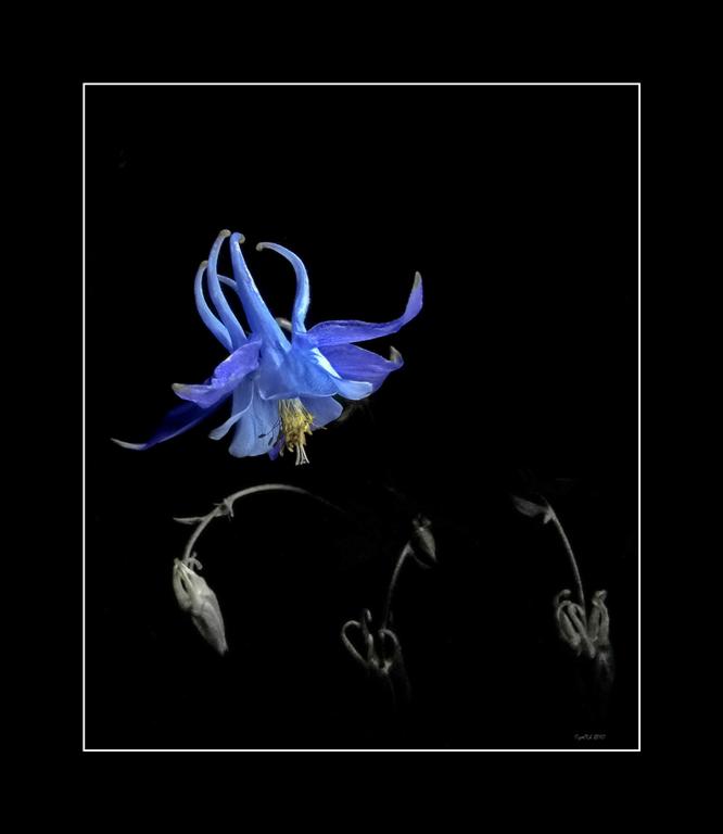 фото "Синий" метки: природа, цветы