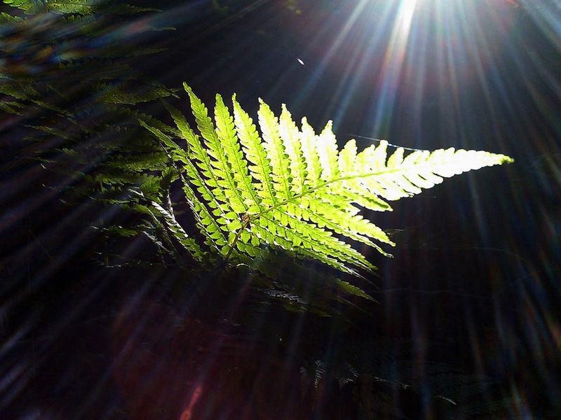 photo "psychodelic summer I" tags: landscape, forest, summer