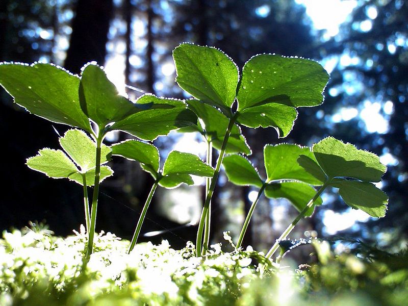 photo "psychodelic summer IV" tags: landscape, forest, summer