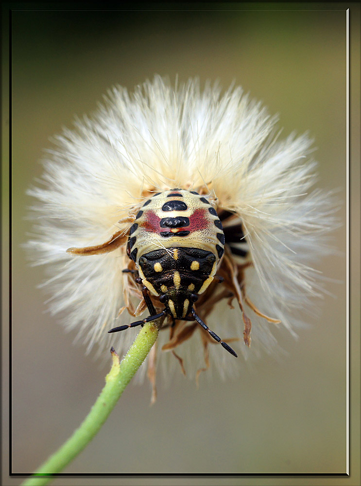 фото "Пушистик" метки: макро и крупный план, природа, насекомое