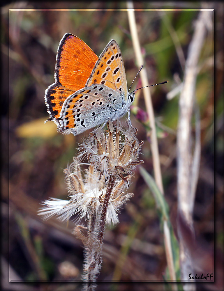 photo "макро бабочка" tags: macro and close-up, nature, insect