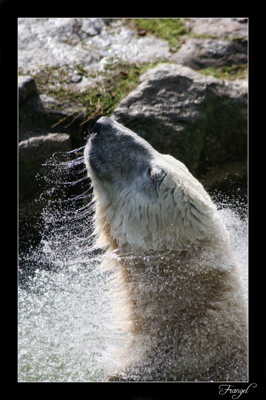 photo "Ice Bear" tags: genre, nature, pets/farm animals