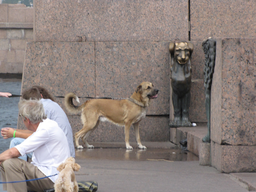 photo "Complexities of identification" tags: nature, humor, pets/farm animals