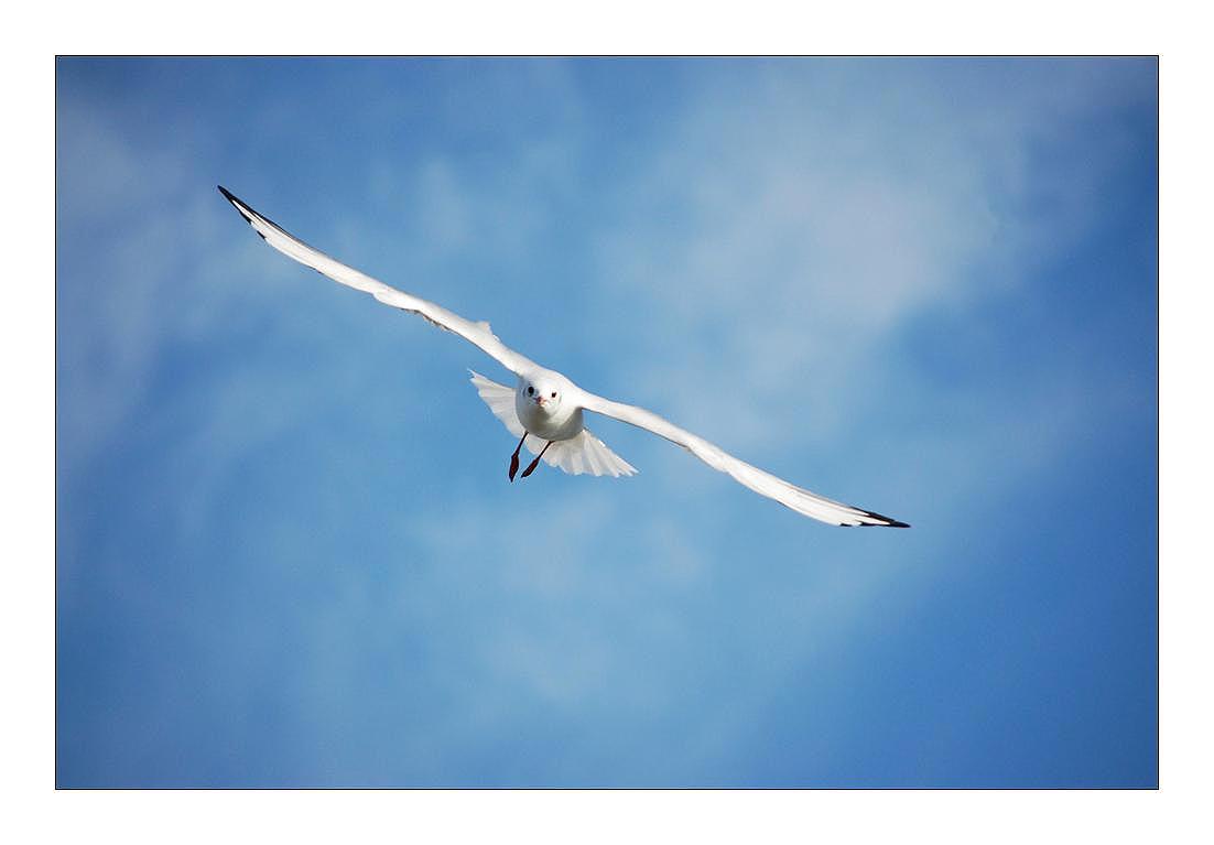 photo "seagul" tags: nature, wild animals