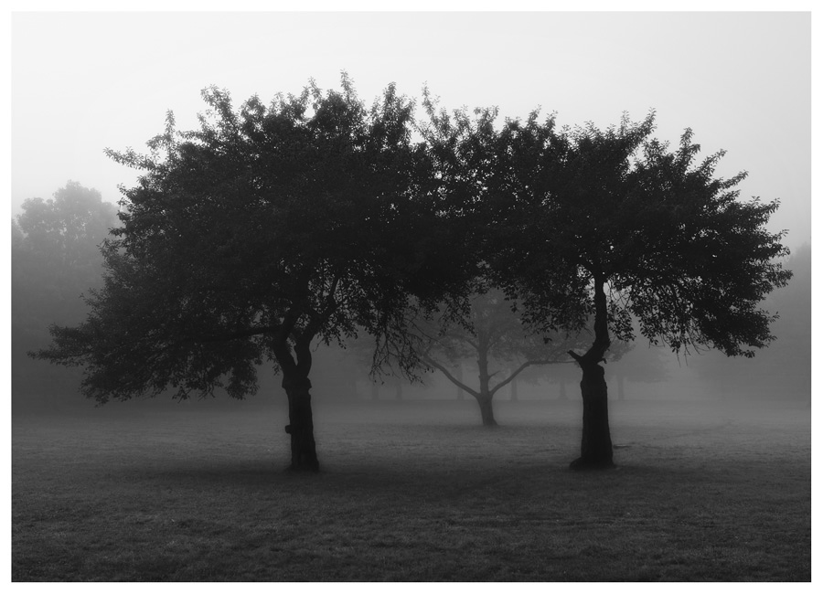 photo "triangle" tags: landscape, black&white, forest