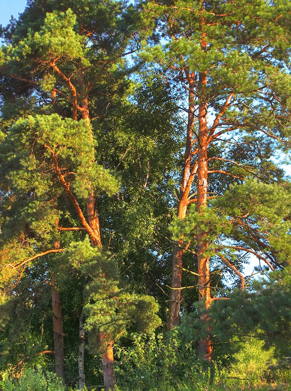 photo "Pines" tags: landscape, forest