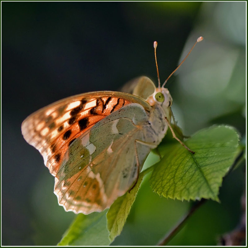 photo "***" tags: nature, macro and close-up, insect