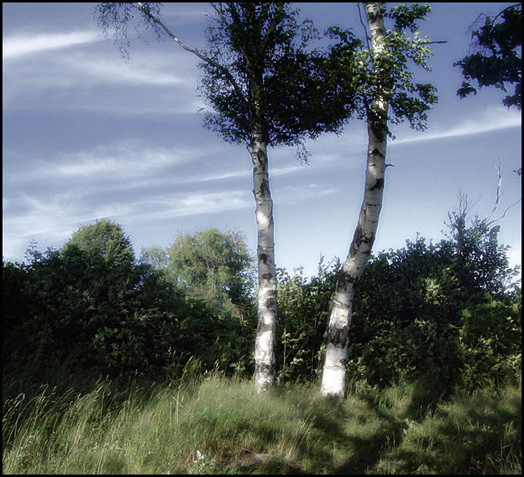 фото "Березки" метки: пейзаж, лес