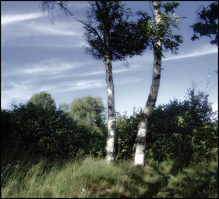 photo "***" tags: landscape, forest