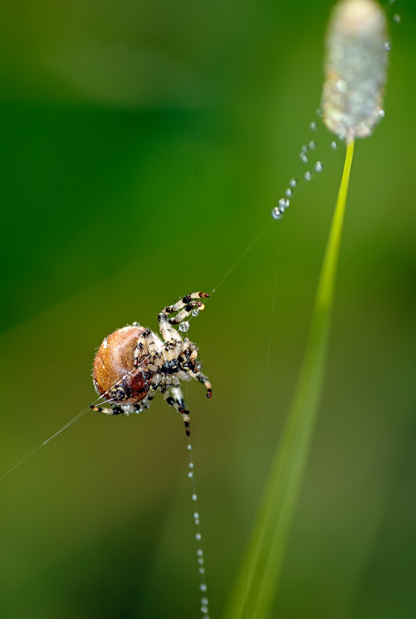 photo "***" tags: nature, insect