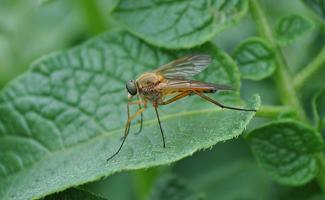 photo "***" tags: macro and close-up, nature, insect