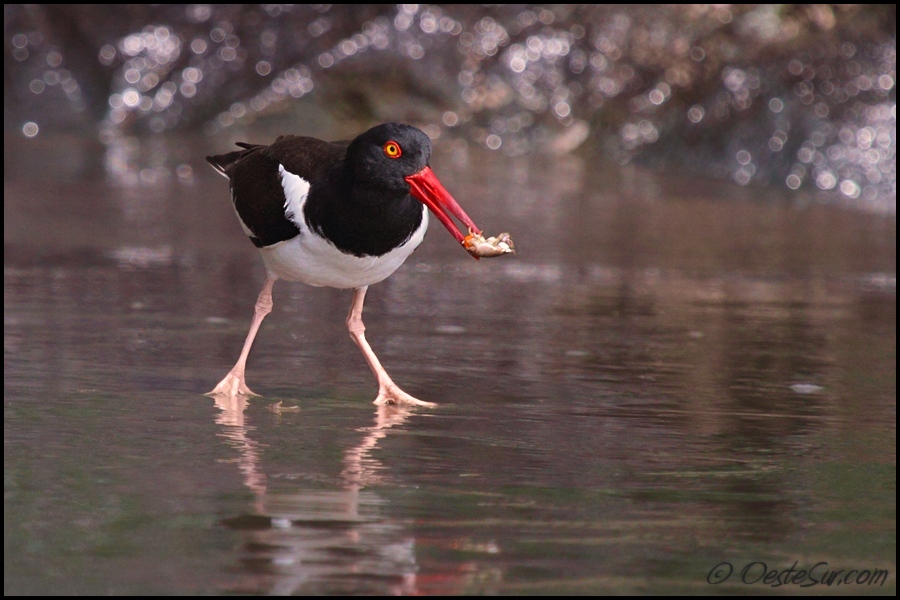 photo "bug hunt" tags: nature, wild animals