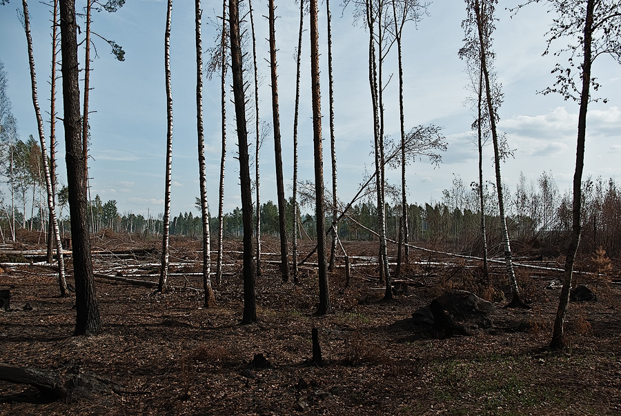 фото "Гарь" метки: пейзаж, лес, лето