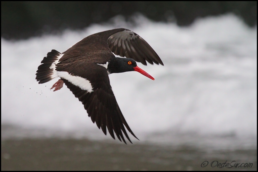photo "haematopus palliatus" tags: nature, wild animals