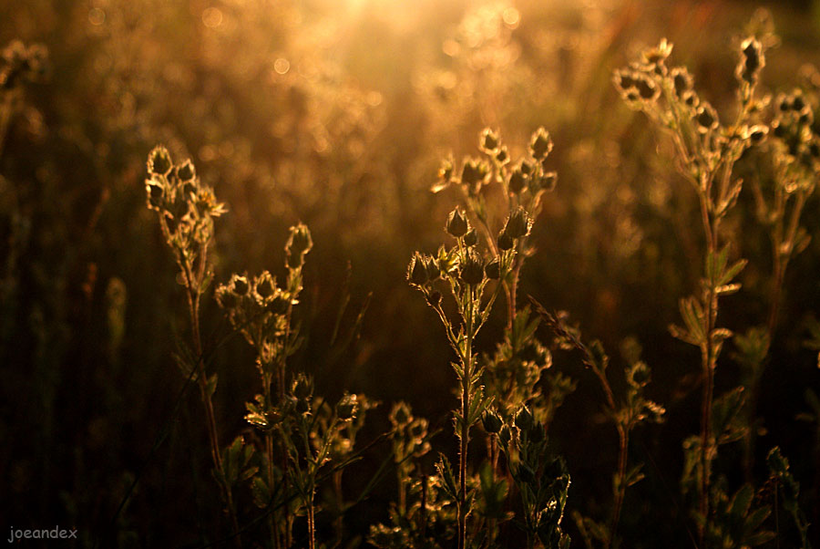 photo "***" tags: landscape, nature, flowers, sunset