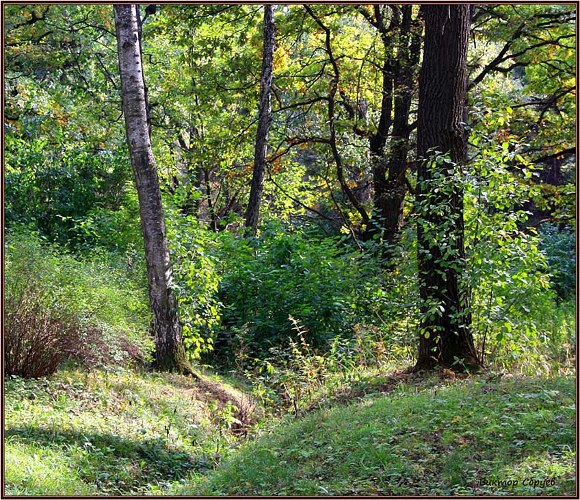 photo "***" tags: landscape, forest