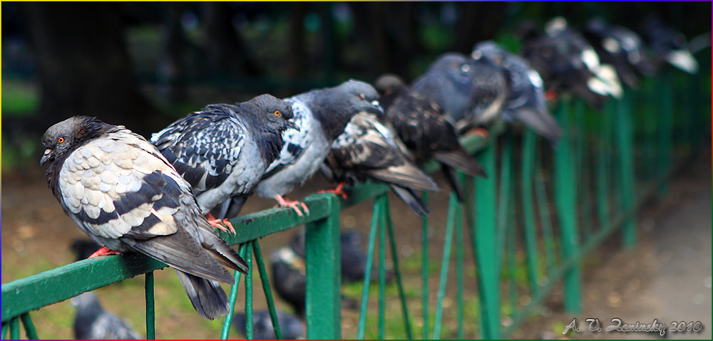 photo "Moscow pigeons. The first in a line." tags: nature, city, wild animals