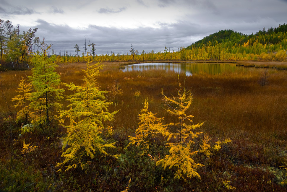 photo "***" tags: landscape, autumn, forest