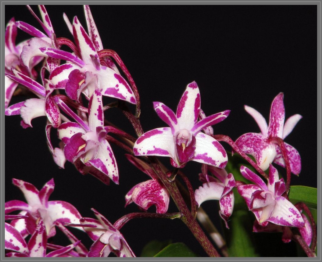 photo "Australian Dendrobium kingianum Orchids." tags: nature, flowers