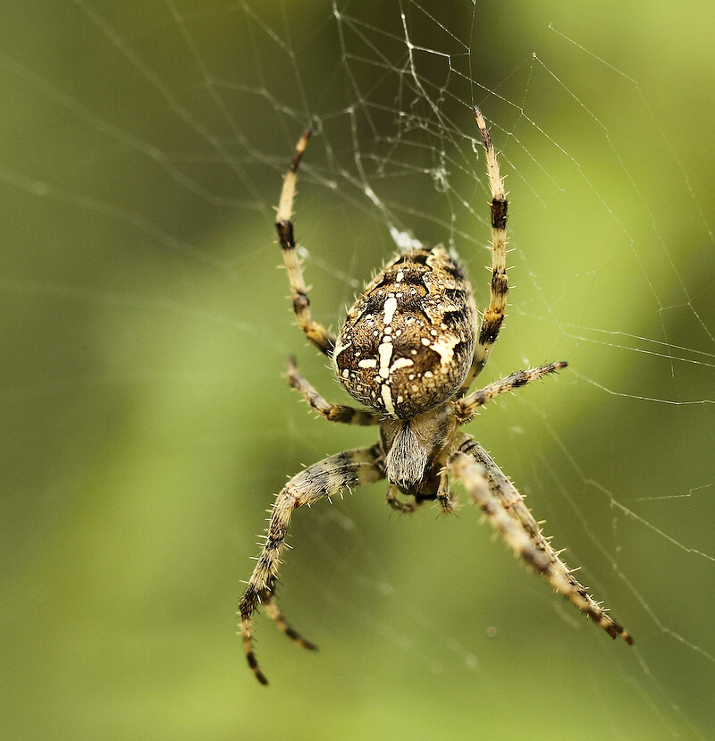 photo "***" tags: nature, insect