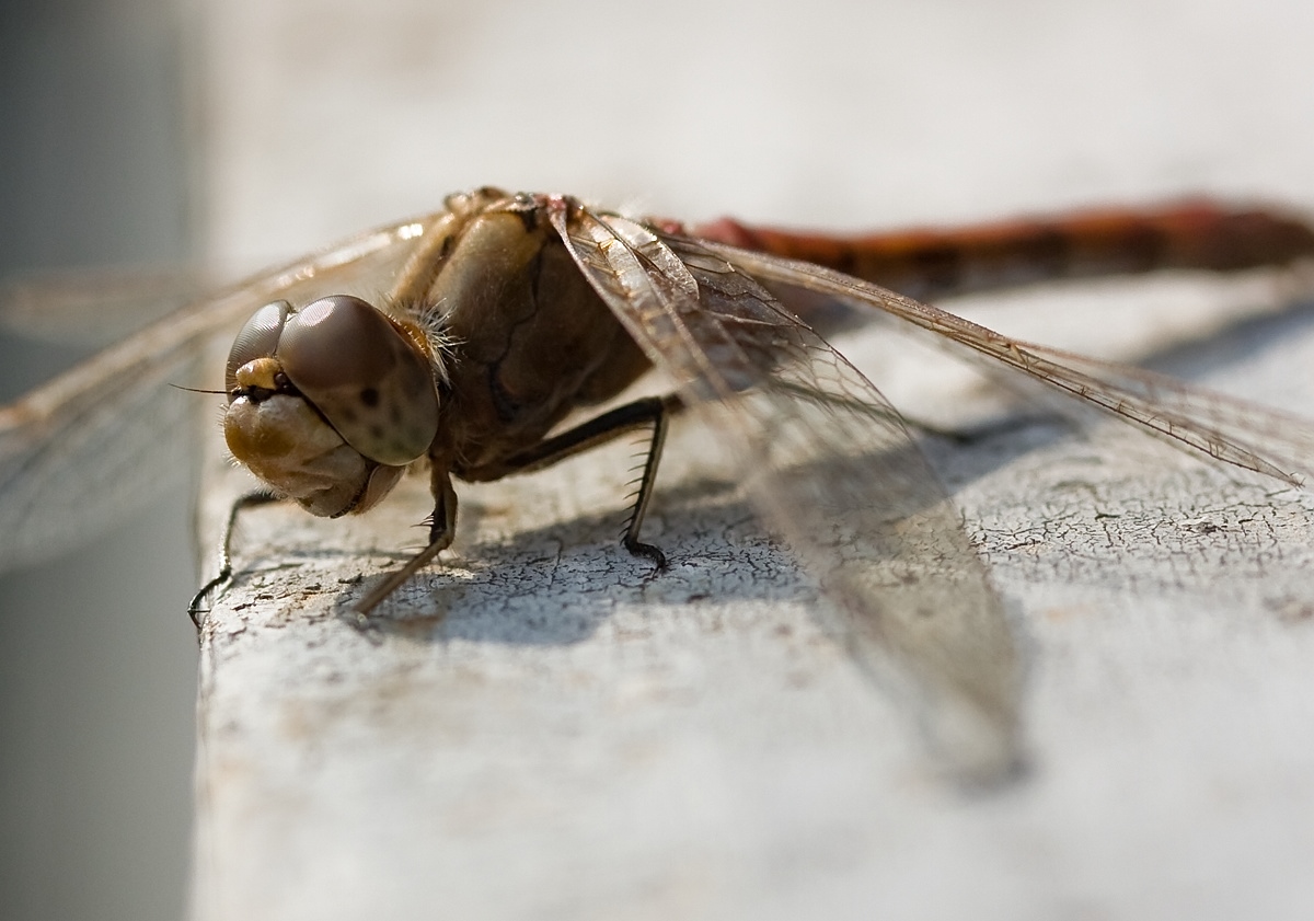 photo "***" tags: portrait, nature, insect