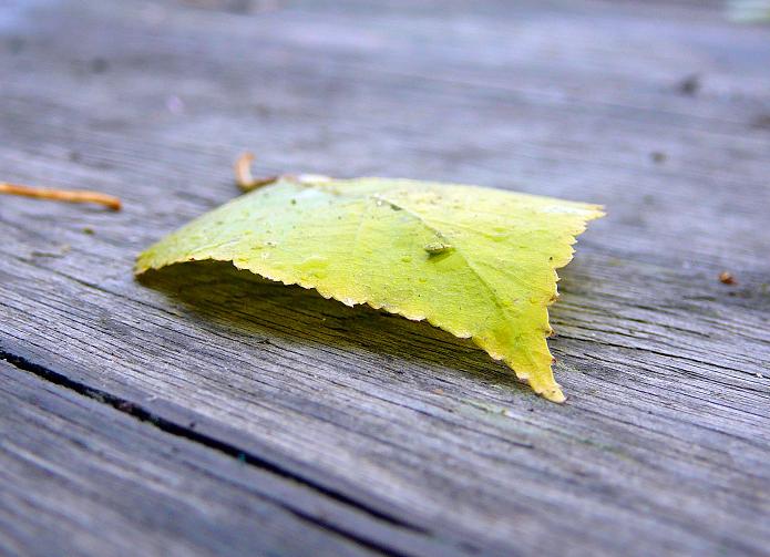 photo "***" tags: landscape, autumn