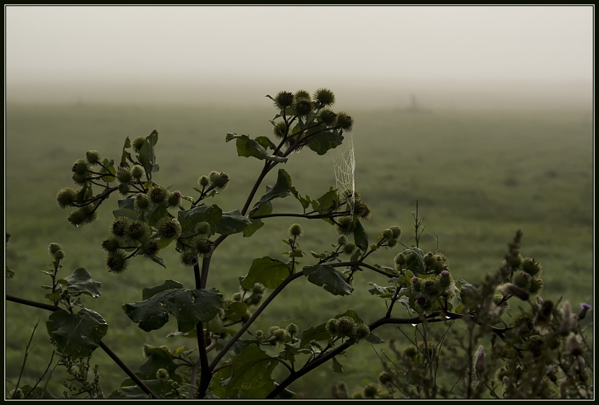 photo "Wet morning" tags: nature, misc., flowers