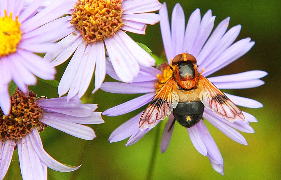 photo "***" tags: nature, insect