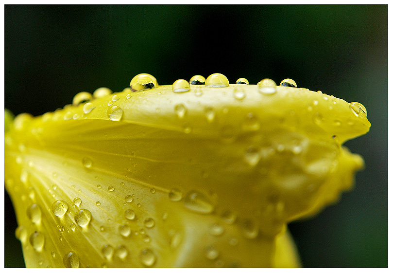 photo "***" tags: nature, macro and close-up, 