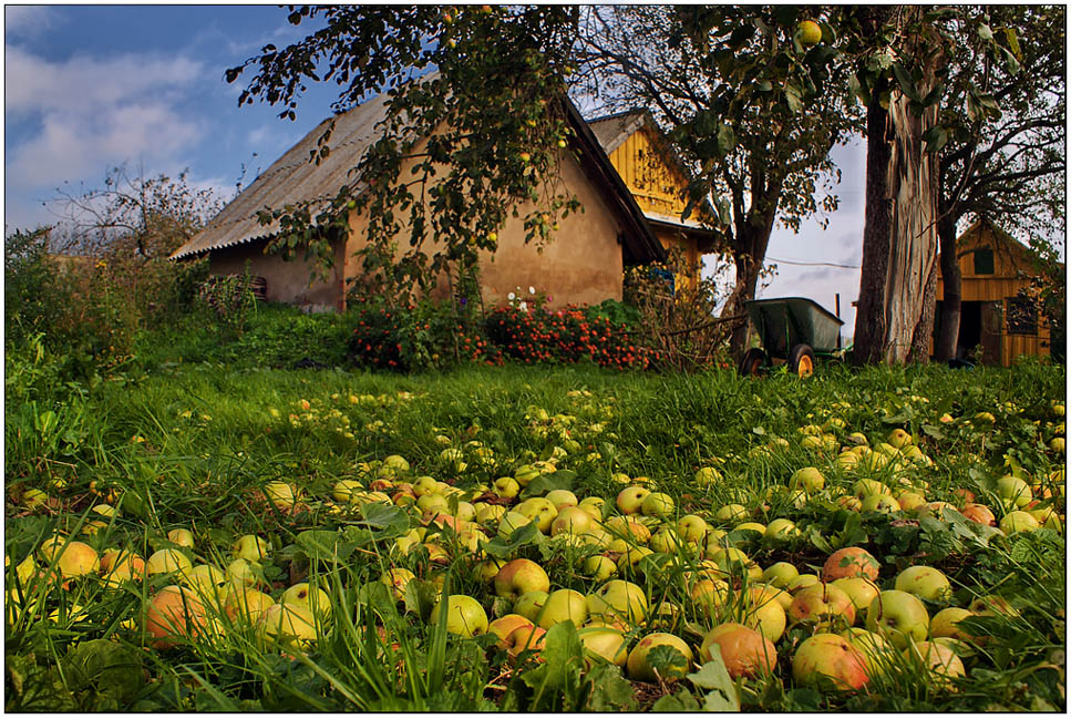 photo "Autumn in my garden" tags: landscape, autumn