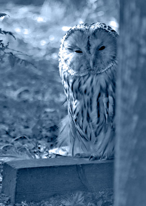 photo "tawny owl" tags: , 