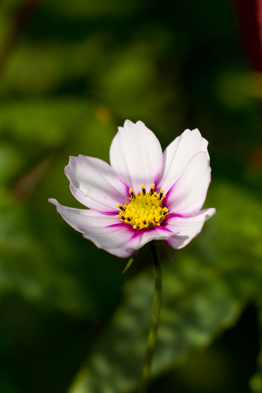 photo "***" tags: nature, flowers