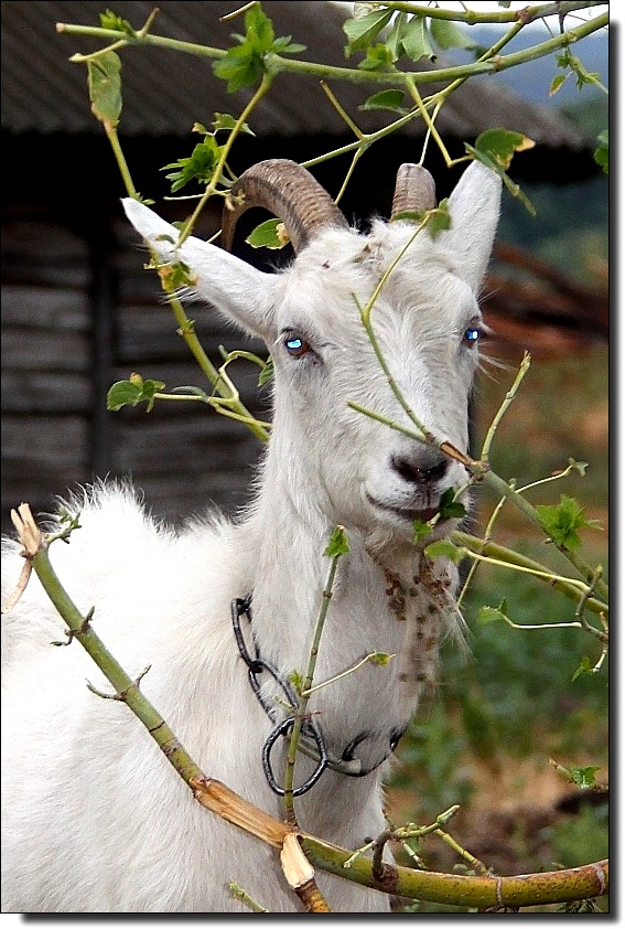 photo "horny blonde ... on a blue eye ..." tags: nature, humor, wild animals