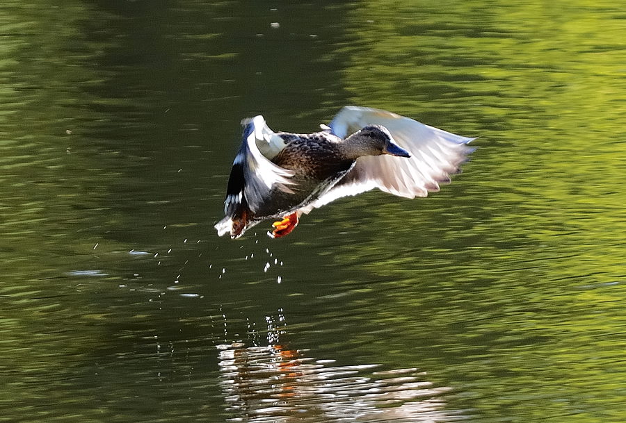 photo "***" tags: nature, wild animals